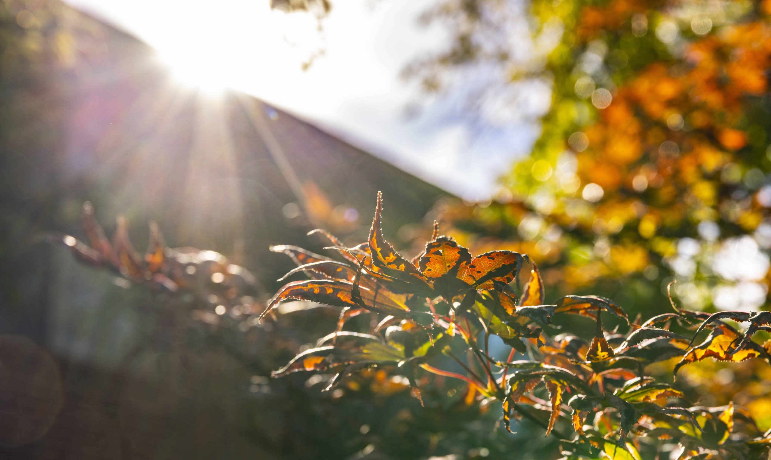 6 Reasons to Move to Assisted Living Before the Holidays