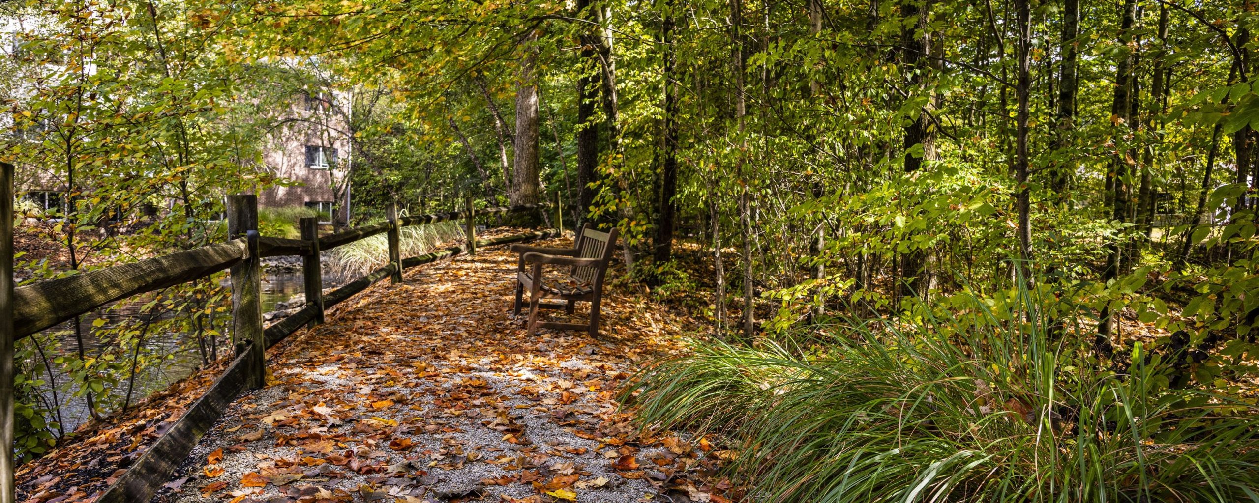 A forest bridge over a creek on the Willow Brook campus in Delaware, Ohio, used as a full-width background image on the Foundation page.