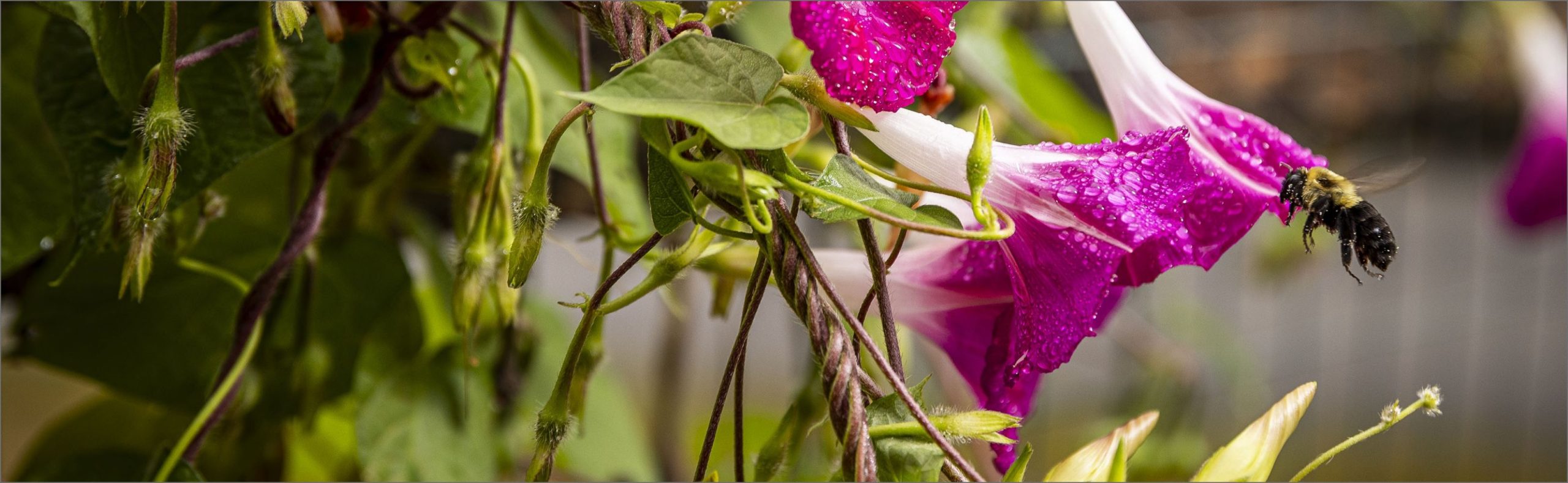 Vibrant morning glory blooms on the Willow Brook campus in Delaware, Ohio, used as the desktop header banner for the contact page of this senior living community.