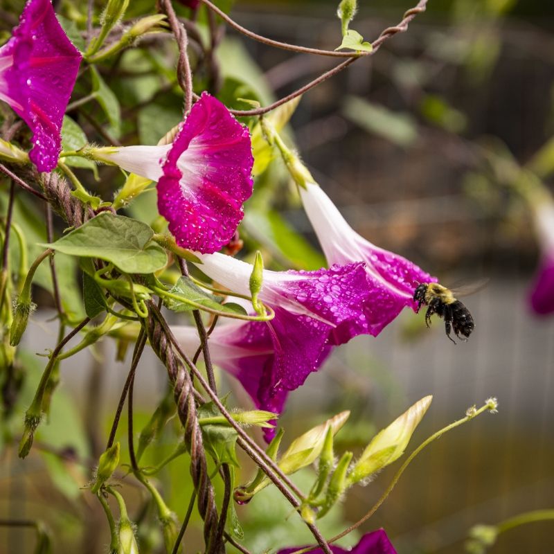 Vibrant morning glory blooms on the Willow Brook campus in Delaware, Ohio, used as the mobile header for the contact page of this senior living community.