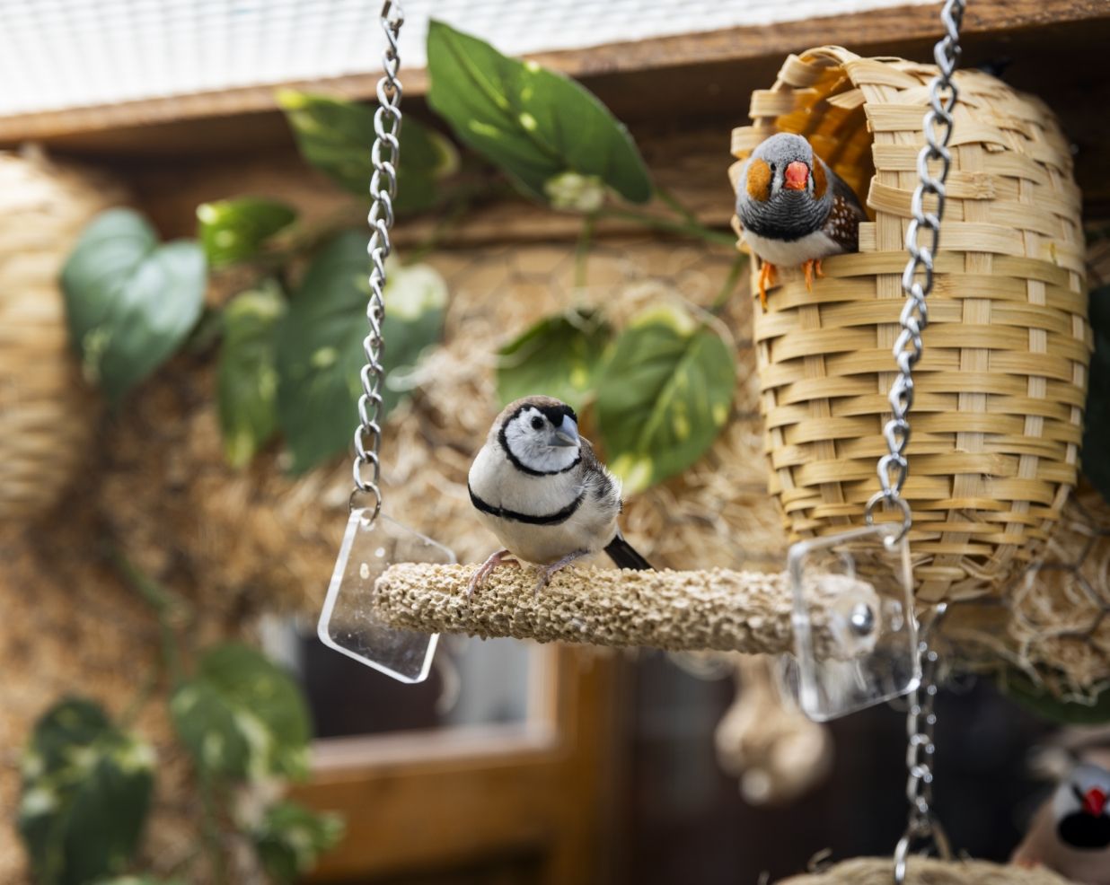 Songbirds visit a feeder on the Willow Brook Home garden patio in Columbus, Ohio, used in the general financial section of the home location pages.