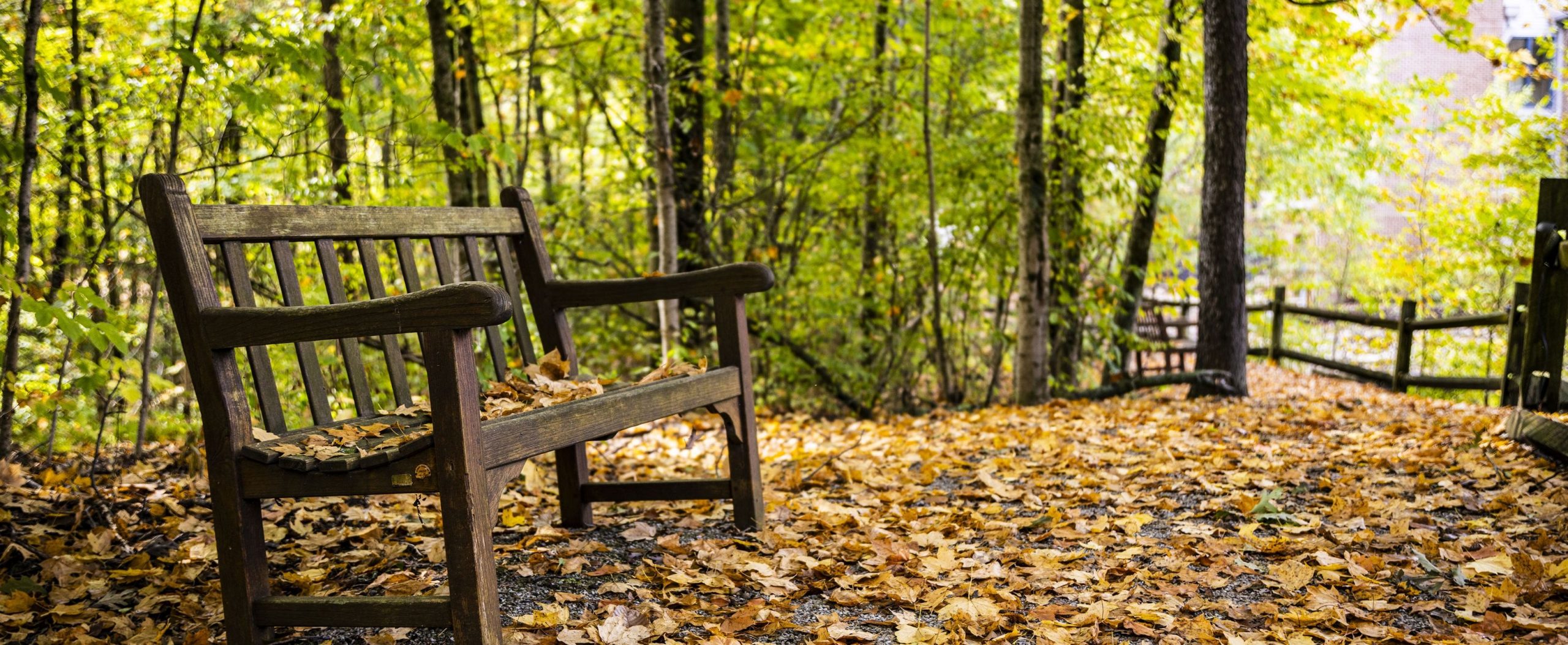 A solitary bench in autumn woods on the Willow Brook campus in Delaware, Ohio, used as a full-width background image on the Newsletter page.
